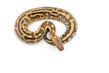 Sumatran Short Tail Python isolated on white background