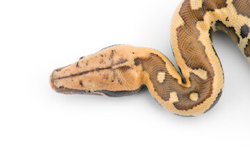 Sumatran Short Tail Python isolated on white background