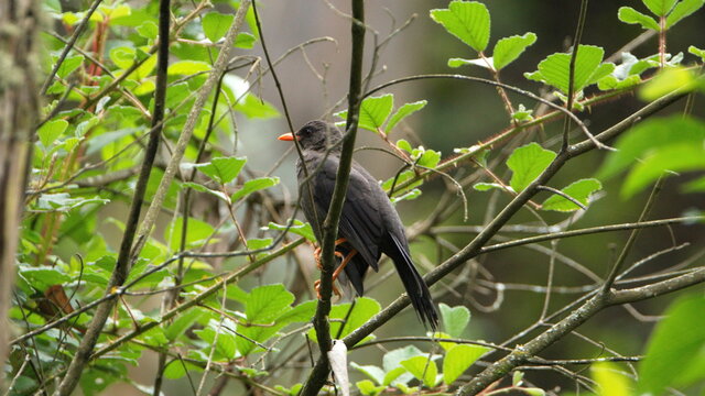 Great thrush (Turdus fuscater) perched in a tree at Peguche Falls, outside of Otavalo, Ecuador