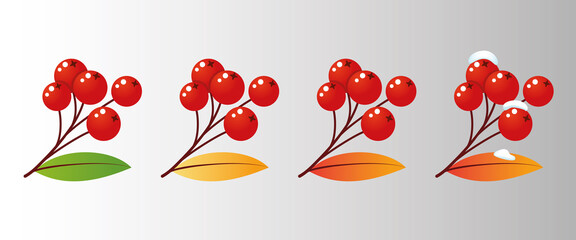 Four rowan tree branches with leaves and berries for different seasons. Vector illustration mountain ash design