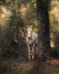 wild white horse standing on the field