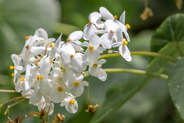 White Begonia. Barbados Botanical Garden.
