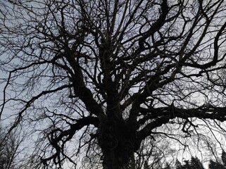 silhouette of a tree