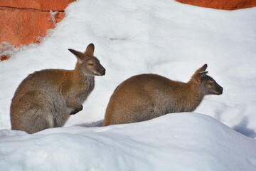 In winter wallaby is any animal belonging to the family Macropodidae that is smaller than a...