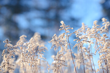 Dry branches of grass and flowers on a winter snowy field. Seasonal cold nature background. Winter landscape details. Wild plants frozen and covered with snow and ice in meadow.