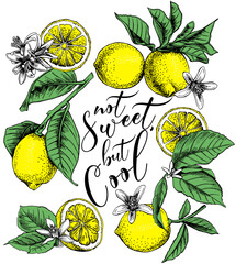 Lemon with leaves and flowers. Not sweet, but cool - lettering quote. T-shirt composition, hand drawn vector illustration.