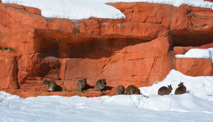 In winter wallaby is any animal belonging to the family Macropodidae that is smaller than a...
