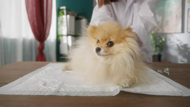 Veterinarian is conducting examination of pomeranian. Nurse is examining the dog. Pet is lying on the diaper. Dog`s check-up. Vaccination of pomeranian dog. Dog`s head massage.