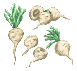 マカ　イラスト