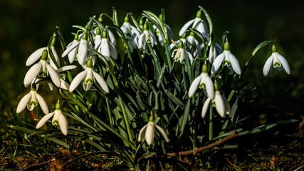 snowdrops in spring
