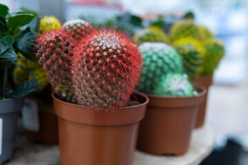 colorful cactus Echinocactus of gruson selective focus