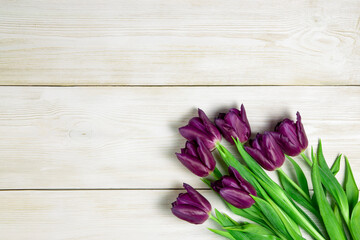 Purple tulips on a white wooden background. Fresh spring flowers on white wooden planks background with copy space.