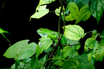 Iguana entre hojas en Costa Rica (Tortuguero)