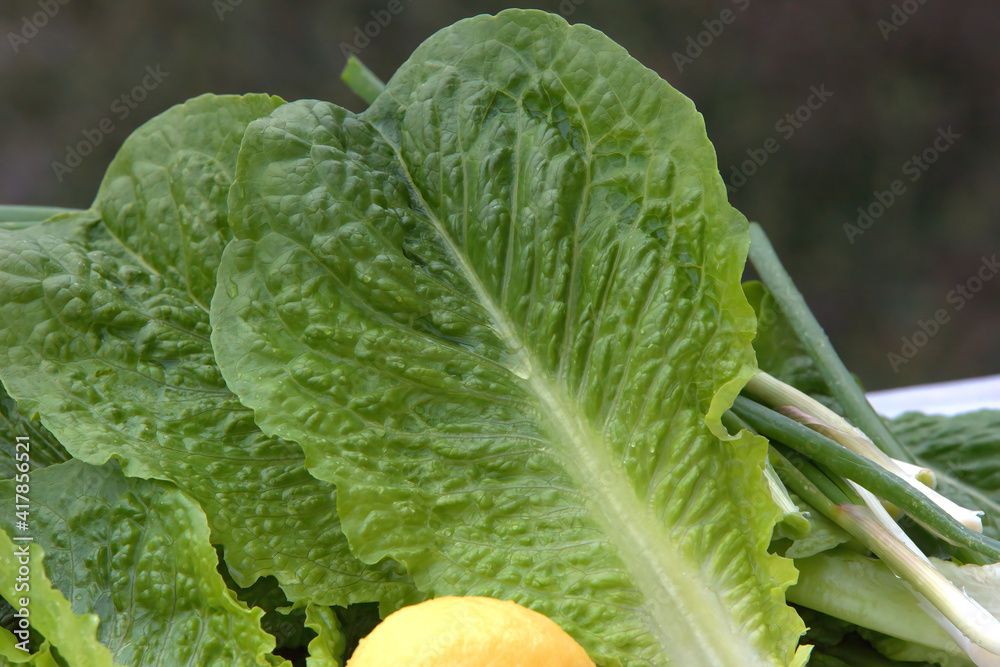 Wall mural lettuce and onion, freshly cut ,ready for lettuce salad