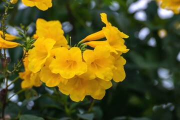 Yellow flowers blossom in spring time,flowers blooming on green leaves and tree branches on sky background