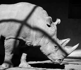 The white rhinoceros or square-lipped rhinoceros is the largest extant species of rhinoceros.  It has a wide mouth used for grazing and is the most social of all rhino species © Daniel Meunier
