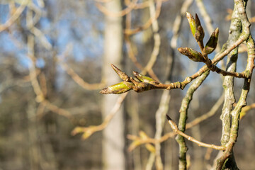 Branches of poplar with blossoming leaf buds close-up against the background of silhouettes of trees in the spring forest. Spring background with a tree branch. Natural background in soft colors.