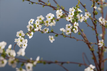 Beautiful white flowering shrub Spirea aguta. Bridal Wreath Spirea.