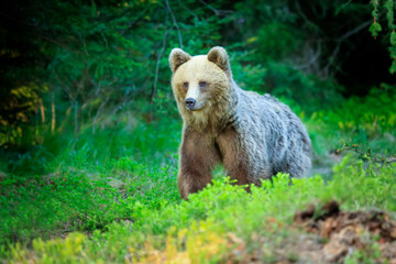 Naklejka na ściany i meble European brown bear ((Ursus arctos) walking in forest habitat. Wildliffe photography in the slovak country (Tatry)