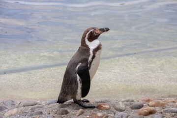 Obraz premium upright posture of the penguin