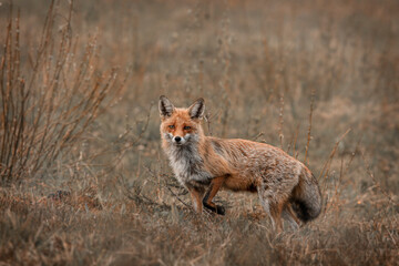 Fox rusty and her gaze into the camera. Portrait photo.