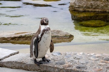 Humboldt penguin standing at the edge of the water