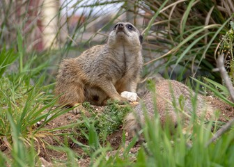 meerkat sitting on a rock