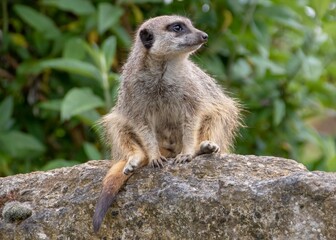 meerkat sittting on a rock keeping watch