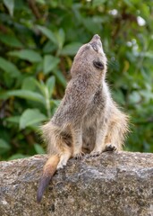 pretty little meerkat looking up to the sky