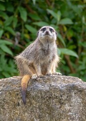 meerkat keeping watch from the top of a rock