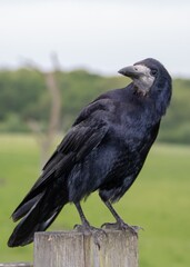 portrait of a rook corvus frugilegus perched on a fence post