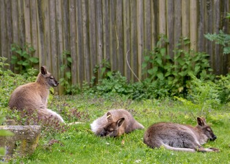 red necked wallabies having a rest