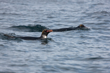 Obraz premium South Georgia. Subantarctic penguin in water close up on a cloudy winter day