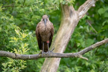 the Hamerkop is reported to be the source of more legends and superstitions than any other bird