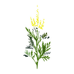 Fototapeta premium Ragweed Ambrosia plant vector flat illustration isolated on white background. Strong allergen ubiquitously causing allergy summer and autumn.