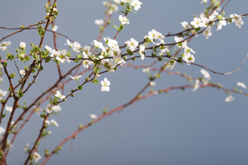 Beautiful white flowering shrub Spirea aguta. Bridal Wreath Spirea.