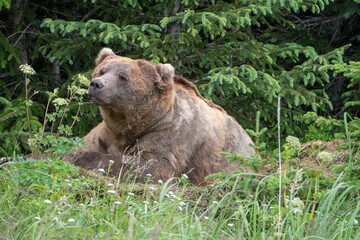 Naklejka na ściany i meble large male coastal brown bear (Ursus arctos) waking from his day bed in Lake Clark NP, Alaska