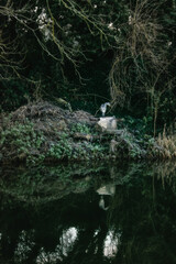 Heron Fishing at Irish Canal