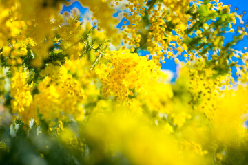 Obraz premium 大神のミモザ