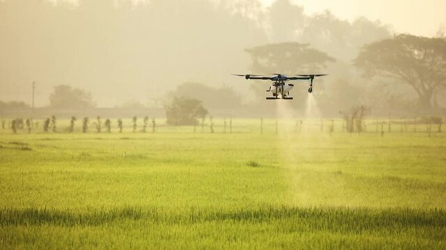 Agriculture drone fly to sprayed fertilizer on the rice field. industrial revolution.