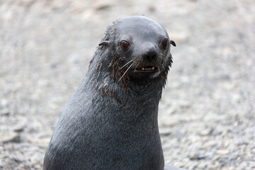 Naklejka premium South Georgia. Close-up sea lion on a cloudy winter day