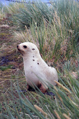 Fototapeta premium South Georgia. baby sea lion on a cloudy winter day