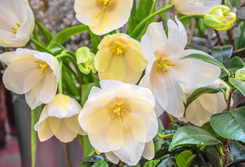 Fototapeta na wymiar Delicate white and yellow tulip flowers