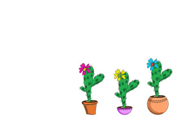 Drawing of three bright blooming cacti in different pots on a white background