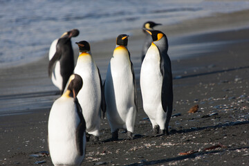 Fototapeta premium South Georgia. Group of king penguins close up on a sunny winter day