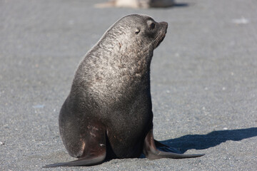 Fototapeta premium Southern Georgia Sea Lion Close-up in Cloud Winter Day
