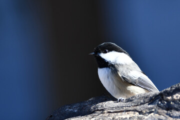 Black Capped Chickadee