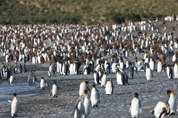 South Georgia. Colony of king penguins on a sunny winter day