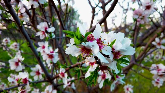 Primavera : fiori di mandorlo
