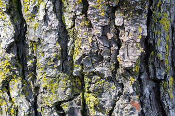 old tree texture with moss and lichen background. tree surface.